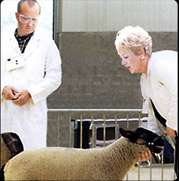 Cell Therapy Sheep